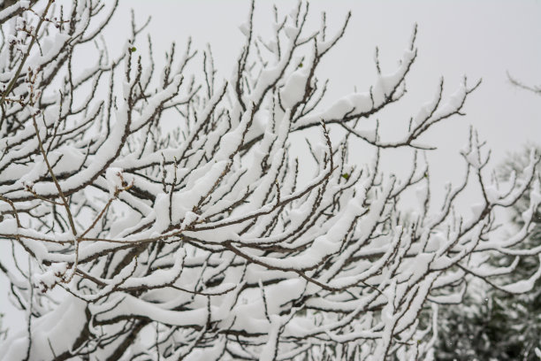 一棵死树的雪白树枝图片下载