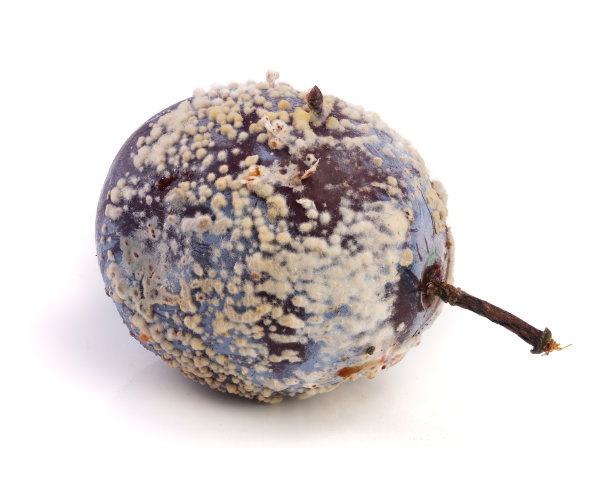 发霉的李子孤立在白色的背景特写图片下载