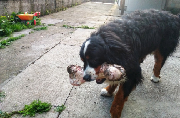 可爱的狗和他的大午餐图片下载