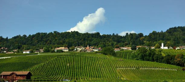 葡萄园、别墅和日内瓦湖图片下载