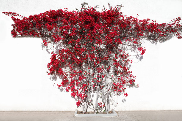 红色的花，装饰攀缘植物在白色的墙房子的背景图片下载