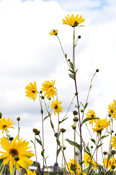 洋姜上升图片下载