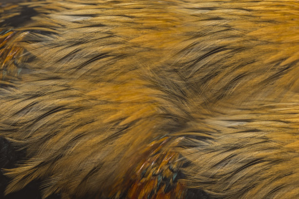 美丽的羽毛图片下载