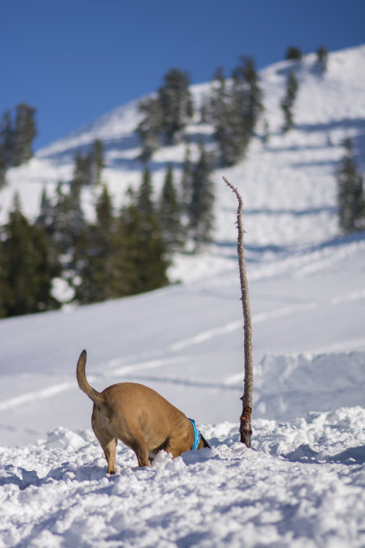 雪挖狗图片下载