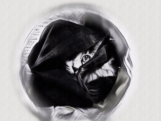 隐藏的猫图片下载