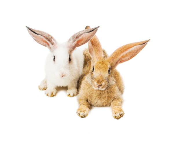 兔年快乐图片下载