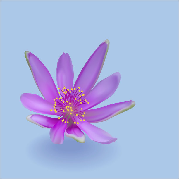 蓝色背景上有阴影的紫罗兰花图片下载