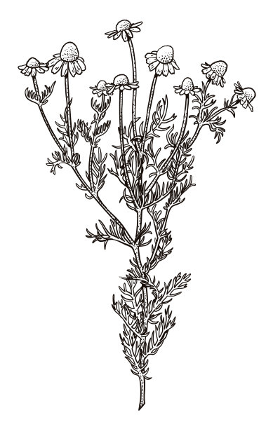 洋甘菊插画、素描、雕刻、墨水、线条艺术、矢量图图片下载
