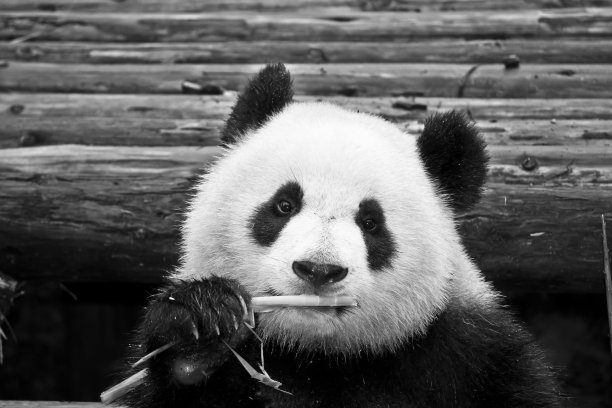 可爱熊猫图片素材ID：310754904