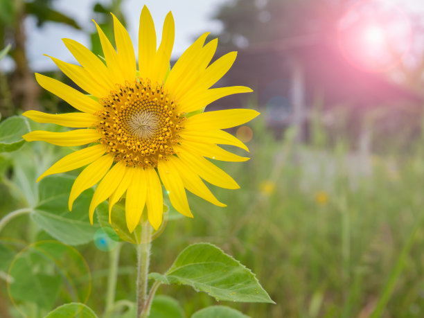 美丽的向日葵图片下载