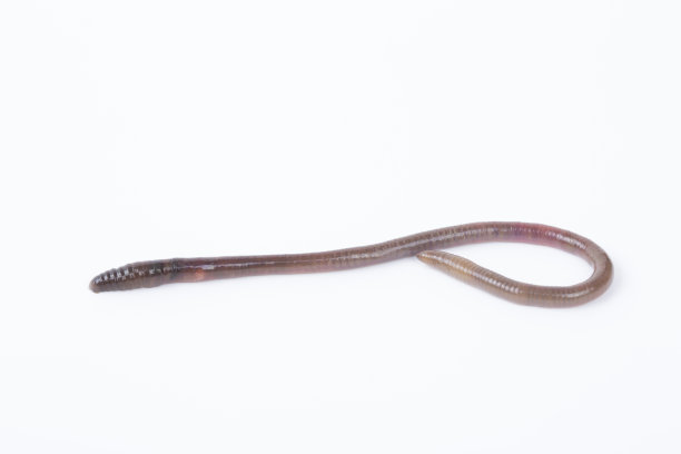 动物蚯蚓孤立在白色背景上。图片下载