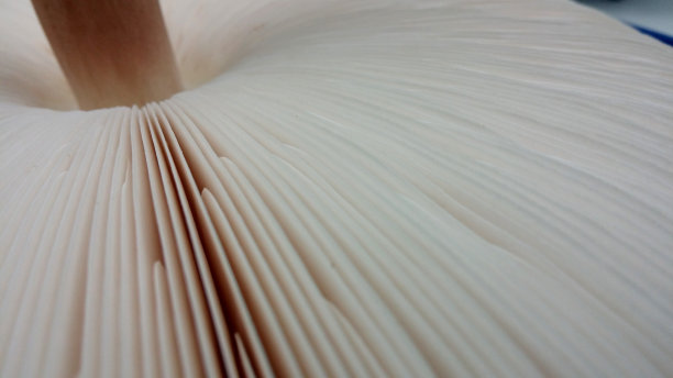 蘑菇下的薄片图片下载