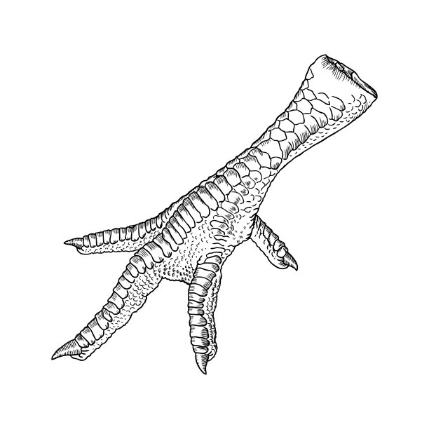 鸡，公鸡，火鸡脚。手绘雕刻风格。家禽或鸡爪。黑白背景，孤立。向量。图片下载