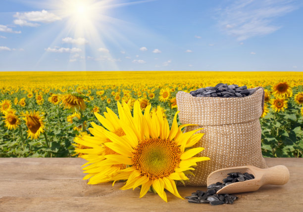 袋装葵花籽和新鲜向日葵图片下载