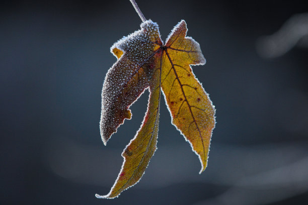 冰冻的叶子素材图片