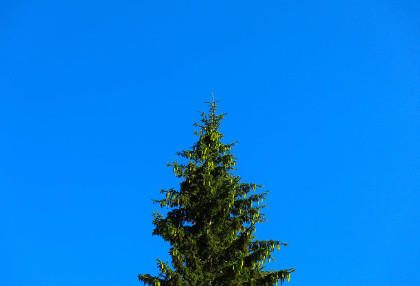 一棵绿色的松树顶在蓝天的背景上。图片下载