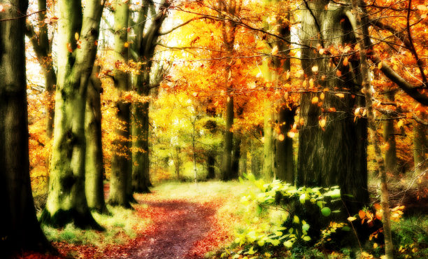 秋天彩色的树木生锈了图片下载