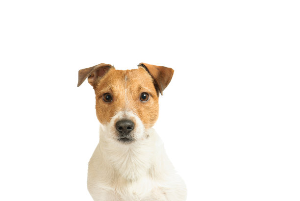 纯种杰克罗素梗小狗头部射击孤立在白色背景图片下载