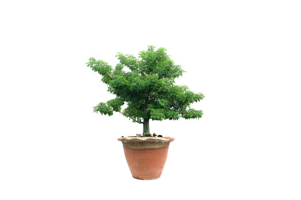 在孤立的树素材图片