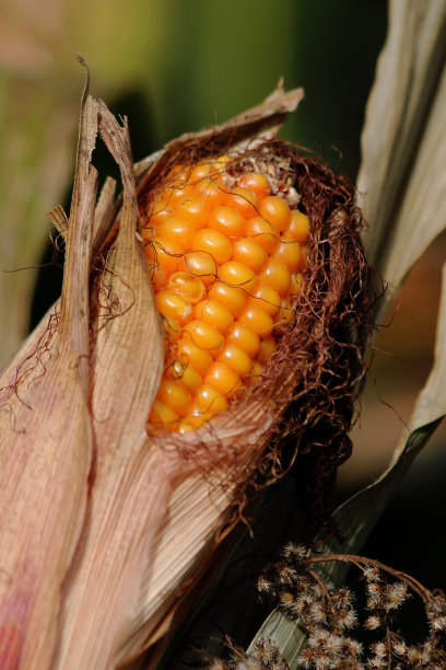 迈斯科尔本图片下载