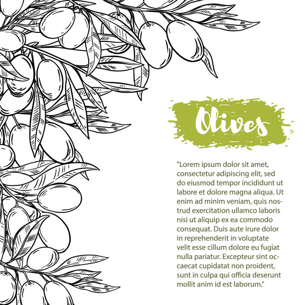 矢量边界与彩色橄榄。带有空格的文本模式。为传单，小册子的广告和设计。图片下载
