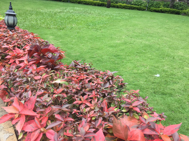 颜色的叶子图片下载