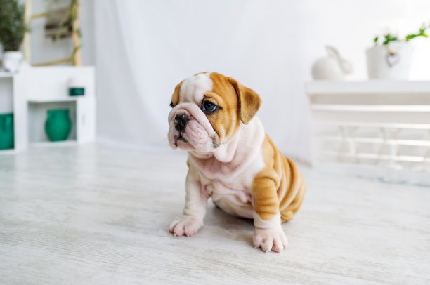 有趣的睡觉的英国斗牛犬狗在地板上看着摄像机。图片下载