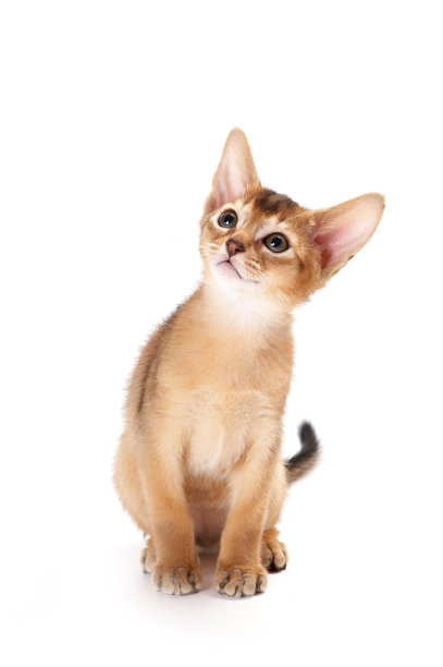 红发小猫阿比西尼亚玩(孤立在白色)图片下载