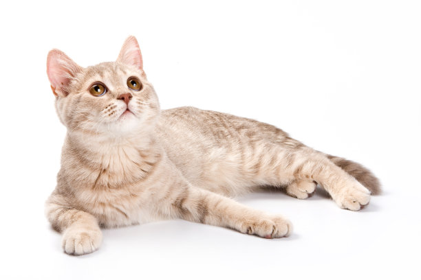 英国小猫(孤立白色)素材图片