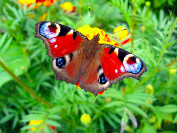 花上的孔雀眼图片下载