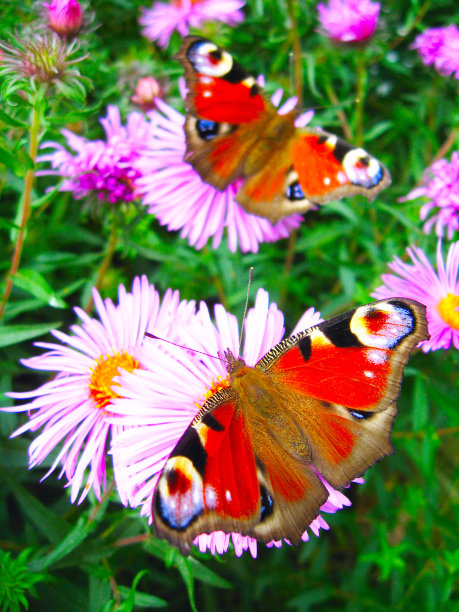 紫苑上那对孔雀眼图片下载