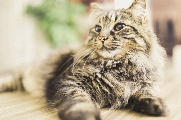 猫图片素材ID：310797414