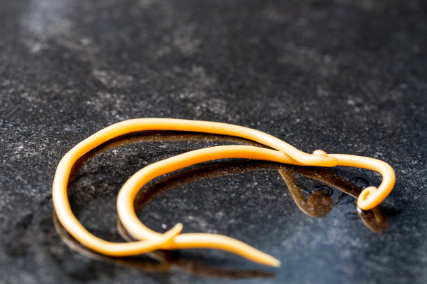 蛔虫病是由寄生蛔虫引起的一种疾病，用于实验室的教育。图片下载