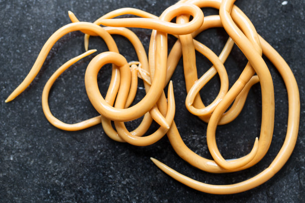 蛔虫病是由寄生蛔虫引起的一种疾病，用于实验室的教育。图片下载