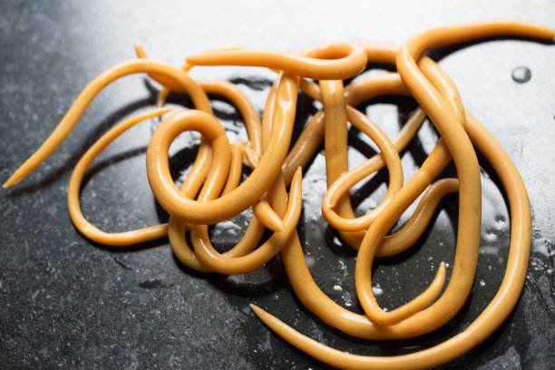 蛔虫病是由寄生蛔虫引起的一种疾病，用于实验室的教育。图片下载