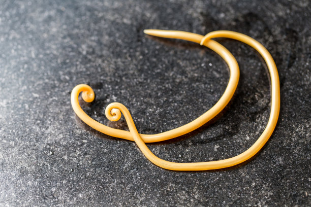 蛔虫病是由寄生蛔虫引起的一种疾病，用于实验室的教育。图片下载