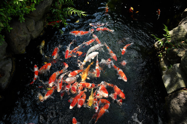 一个池塘的Nishikigoi图片下载