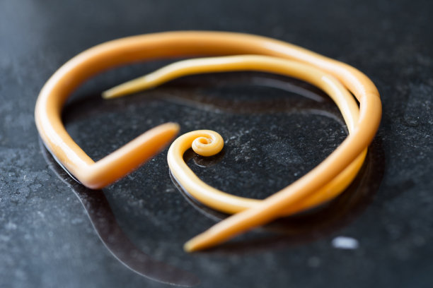 蛔虫病是由寄生蛔虫引起的一种疾病，用于实验室的教育。图片下载