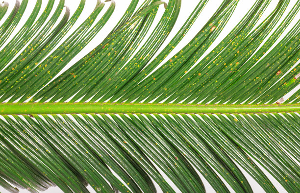 棕榈叶图片下载