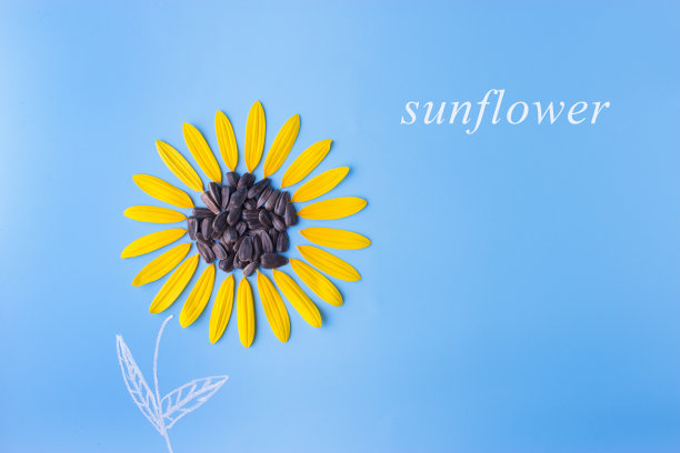 蓝色背景上的向日葵图片下载