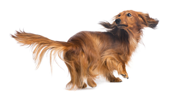 4岁的腊肠，在白色的背景下向后看图片下载