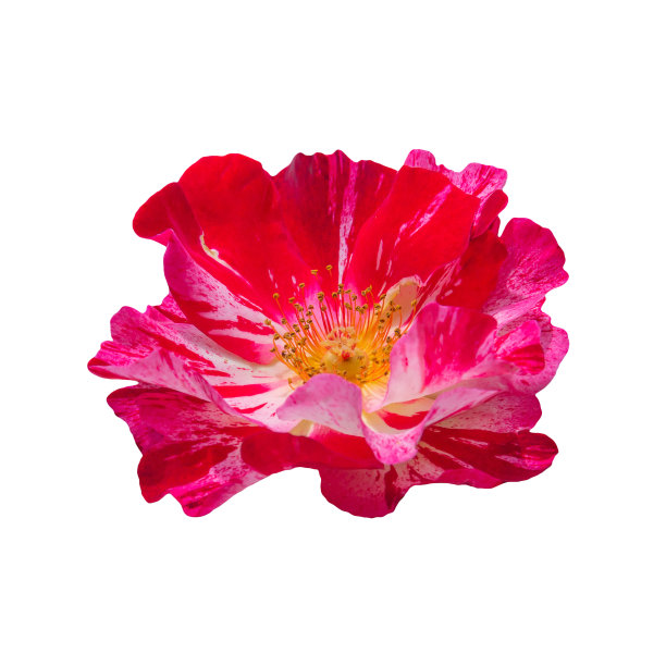 单瓣红玫瑰花，带粉红色条纹图片下载