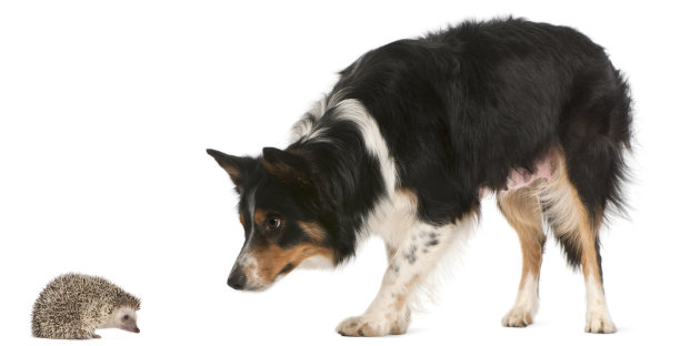 3岁的雌性边境牧羊犬，在白色背景下与6个月大的刺猬玩耍图片下载