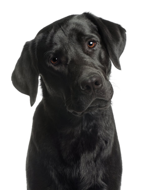白色背景上的10个月大拉布拉多犬特写素材图片