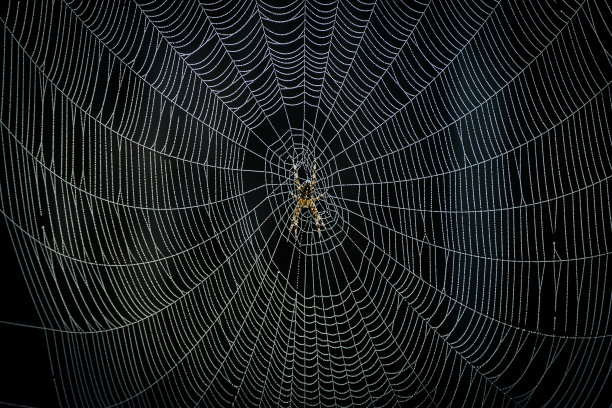 蜘蛛创造了它的网络图片下载