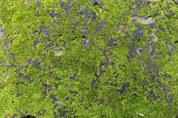 老墙上长着青苔图片下载