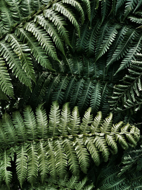 摘蕨叶图案背景素材图片