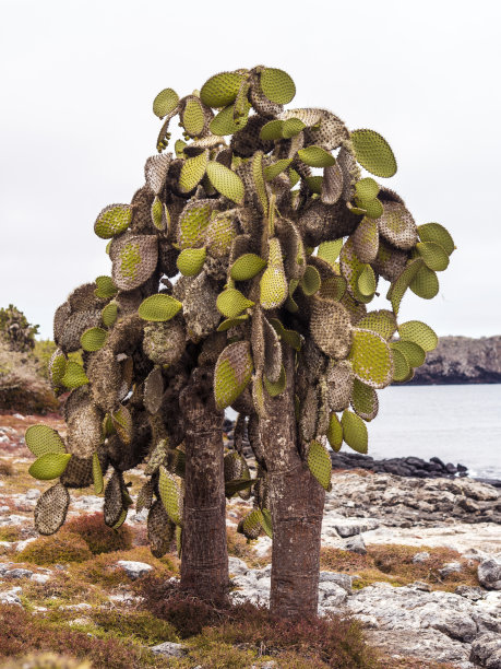 神奇的仙人掌树在南广场岛-加拉帕戈斯群岛，厄瓜多尔图片下载