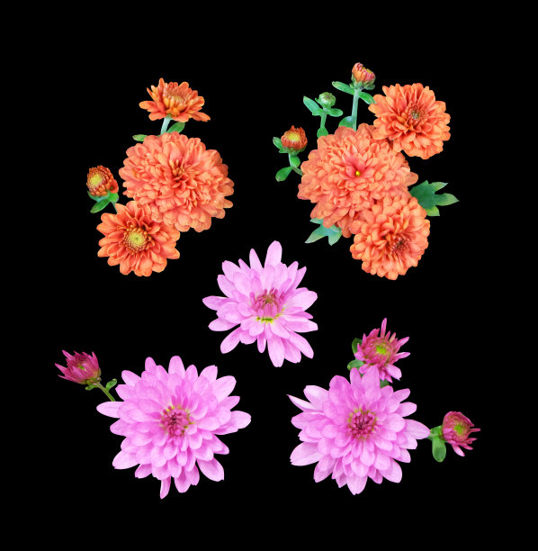 一束小菊花图片下载