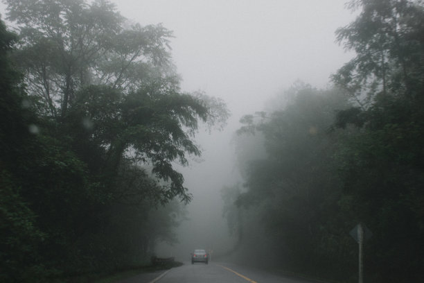 神秘的森林图片下载